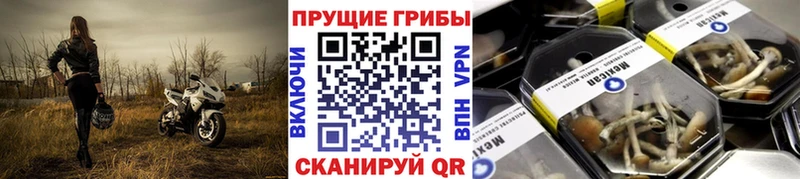 хочу наркоту  Вольск  Псилоцибиновые грибы прущие грибы 